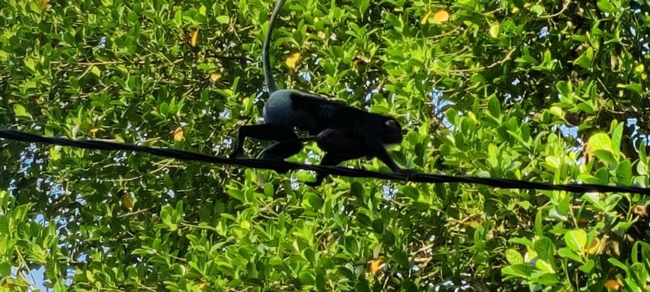 Jungle View One Bedroom Private Apartment อูนาวาตูนา ภายนอก รูปภาพ